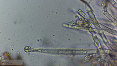 Incrucipulum ciliare