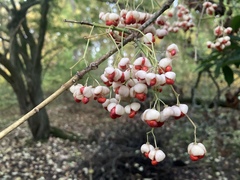 Euonymus atropurpureus