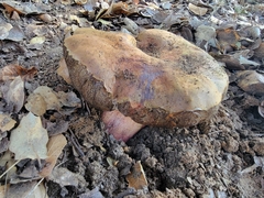 Suillellus amygdalinus