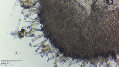 Incrucipulum ciliare