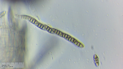 Melanomma pulvis-pyrius