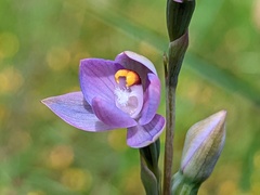 Thelymitra batesii