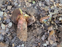 Suillellus amygdalinus