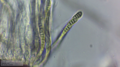 Melanomma pulvis-pyrius