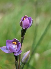 Thelymitra batesii