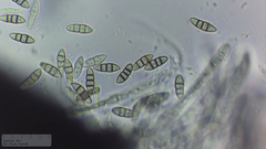 Melanomma pulvis-pyrius