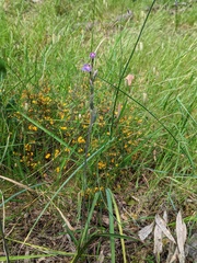 Thelymitra batesii