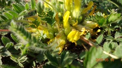 Astragalus exscapus