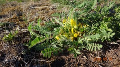 Astragalus exscapus