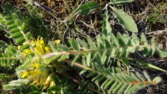 Astragalus exscapus