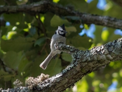 Baeolophus wollweberi