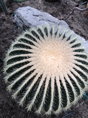 Kroenleinia grusonii