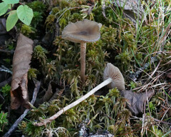 Phaeonematoloma myosotis