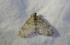 Lobophora halterata