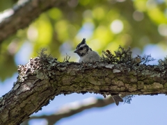 Baeolophus wollweberi