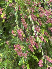Thryptomene calycina