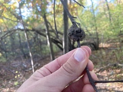 Callirhytis quercuspunctata