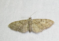 Eupithecia abbreviata