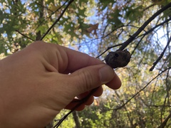 Callirhytis quercuspunctata