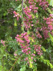 Thryptomene calycina