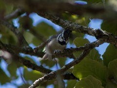 Baeolophus wollweberi
