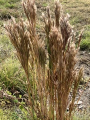 Andropogon glomeratus