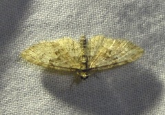 Eupithecia abbreviata