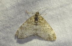 Lobophora halterata