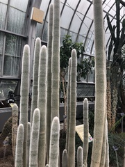 Cleistocactus