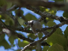 Baeolophus wollweberi