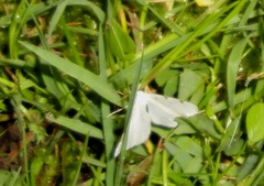 Lomographa bimaculata