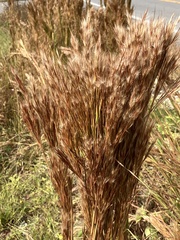 Andropogon glomeratus