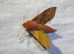 Deilephila porcellus