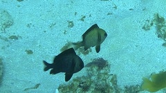 Dascyllus reticulatus