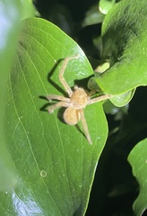 Neosparassus salacius