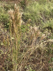 Andropogon glomeratus