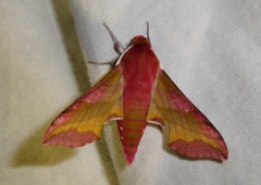 Deilephila porcellus