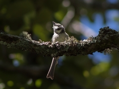 Baeolophus wollweberi