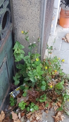 Sonchus oleraceus