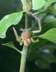 Neosparassus salacius