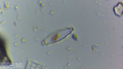 Prestauroneis integra