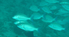 Lutjanus lemniscatus