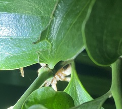 Neosparassus salacius