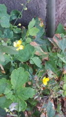 Sonchus oleraceus