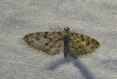 Eupithecia abbreviata