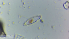 Prestauroneis integra