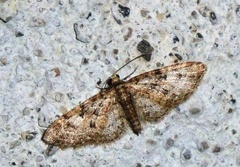 Eupithecia abbreviata
