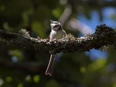 Baeolophus wollweberi