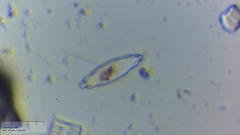 Prestauroneis integra