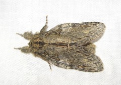 Peridea anceps